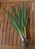 Welsh onion, Japanese bunching onion, bunching onion seeds (Allium fistulosum)