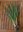 Samen Frühlingszwiebel, Lauchzwiebel, Schlotten (Allium fistulosum)