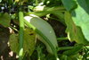 White courgette, White zucchini seeds