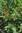 Samen Tabasco Chili (Capsicum frutescens)