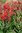 Rhizom Canna "Red Cherry" (Canna indica)