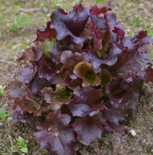Samen Salat Lollo Rosso (Lactuca sativa)