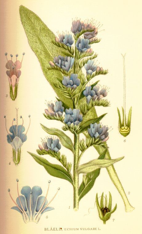 Echium vulgare 150 pcs flower Seeds Viper's Bugloss 