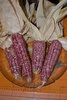 pink maize (Zea mays) seeds