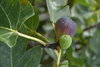 Pflanze Feigenbaum schwarze Frucht (Ficus carica)