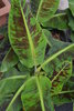 Banana plant Musa acuminata ‘Dwarf Cavendish’
