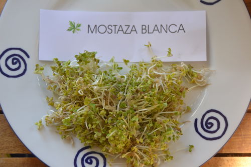 1000 Gr. Saatgut weißer Senf (Brassica alba) Keimsprossen Samen