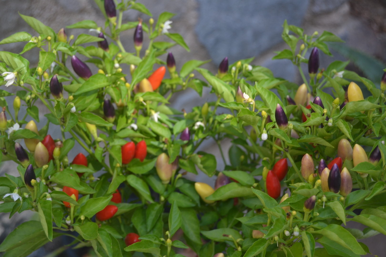 10 Seeds Chili Rainbow Capsicum Baccatum #635