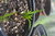 20 Tubérculos de Chufa (Cyperus esculentus)