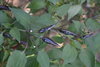 Semillas de Chili Cayena Purpura  (Capsicum annuum)