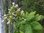 Samen Kentucky Tabak (Nicotiana tabacum)