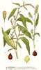 Waterpepper Seeds (Persicaria hydropiper)