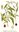 Waterpepper Seeds (Persicaria hydropiper)