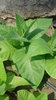 White Mammoth Tobacco Seeds (Nicotiana tabacum)