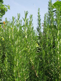 Rosemary Seeds (Rosmarinus Officinalis)