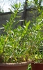 Tarragon Seeds (Artemisia dracunculus)