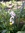 Planta de cebollino morisco, ciboulette (Allium Triquetum)