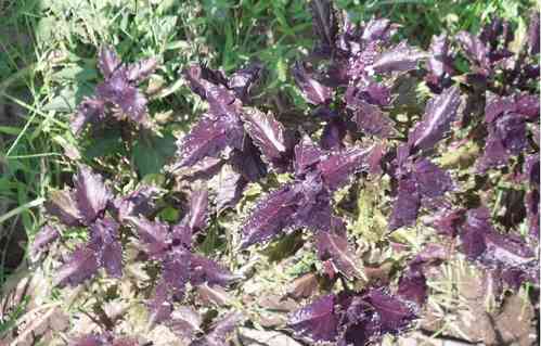 Purple Ruffles Basil seeds ( Ocimum basilicum )