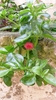 Heartleaf iceplant, baby sun rose (Aptenia cordifolia)