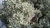 Pflanze Graues Heiligenkraut (Santolina chamaecyparissus)