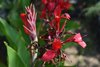 Cannas Arrowroot plant (Canna edulis, Canna indica)