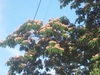 Planta de Acacia de Constantinopla, árbol de seda (Albizia julibrissin)