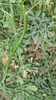 Pflanze Weinraute, Gartenraute (Ruta graveolens)