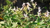 Saponaria, common soapwort, soapweed plant (Saponaria officinalis)