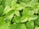 Pflanze Zitronenmelisse, Melisse (Melissa officinalis)