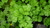 Curly parsley plant (Petroselinum crispum)