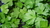Pflanze glatte Petersilie (Petroselinum crispum var. neapolitanum)