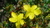Pflanze Echtes Johanniskraut (Hypericum perforatum)