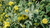 Pflanze Jerusalem Salbei, Strauchbrandkraut (Phlomis fruticosa)