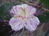 Pflanze Echter Kapernstrauch (Capparis spinosa)