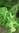 Pflanze Fensterblatt (Monstera deliciosa)