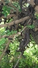 Pflanze Johannisbrotbaum (Ceratonia siliqua)