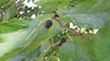 Black Mulberry plant (Morus nigra)