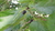 Black Mulberry plant (Morus nigra)