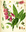 Pflanze Roter Fingerhut (Digitalis purpurea)