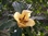 Cup of Gold Vine Hawaiian Lily plant (Solandra maxima)