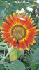 Sunflower "Autum Beauty" Seeds (Helianthus annuus)