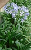 African lily plant (Agapanthus africanus)