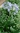 Pflanze Schmucklilie (Agapanthus africanus)