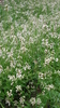 Samen Rucola Rauke (Eruca vesicaria ssp sativa)