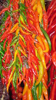 Chilies & Sweet Peppers Seeds