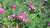 Planta de Salvia rosa, Salvia granadina (Salvia microphylla)