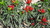Semillas de Peperoncino italiano (Capsicum annuum)