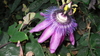 Planta de Flor de la Pasión Amatista (passiflora amethyst)