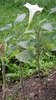 Datura Seeds (Datura stramonium)
