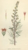 Semillas de Artemisia (Artemisia Vulgaris)